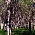 This aspen grove (Populus tremuloides) in the Black Hills of Wyoming is actually just one individual clone with hundreds of trunks, all connected underground. They all began growing at the same time after a fire and are all the same size. Once the clone becomes old and begins to degenerate, another fire will probably burn it back to the ground. Occasionally a spruce tree will grow up underneath the aspen trunks.