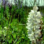Populations of plants contain genetic or epigenetic variation. Often some of the flowers will have the normal color, while others are white, because of a mutation that blocks pigment production. This is Lupinus argenteus on Cement Ridge in the Black Hills National Forest of Wyoming.
