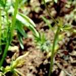 Most mutations in plant populations are minor, such as colored vs. albino flowers. Occasionally some mutations have severe consequences. This larkspur (Delphinium) on Cement Ridge in the Black Hills of Wyoming has only four normal petals; normal larkspurs have five, including one that is large and spurred. The large spurred petal is here either missing or undeveloped. The plant has grown very slowly, in a disturbed area where it does not have to compete with other plants, and it probably died very soon.