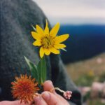 Three composite inflorescences (plant family Asteraceae) on Cement Ridge in the Black Hills of Wyoming. Composite inflorescences may have lots and lots of ray flowers around the outside and disc flowers in the middle. This is the case with Arnica cordifolia, the yellow inflorescence at the top. But they might have just the disc flowers, as is the case with the pink Antennaria to the lower right, or just have ray florets, as is the case with the inflorescence to the lower left.