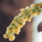 Cottonwood trees (Populus deltoides, here in Oklahoma) have separate male and female trees. The female flowers produce seeds but no pollen.