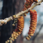 Cottonwood trees (Populus deltoides, here in Oklahoma) have separate male and female trees. The male flowers produce pollen but no seeds.