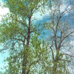 In a study conducted in Oklahoma, we found that male cottonwood trees (here, on the left) opened their spring buds earlier than female cottonwoods (right). We interpret this as sexual competition: the male that can produce the most pollen early will pollinate more female trees than the later males. The very earliest males are too early to pollinate females, and the latest females do not get pollinated. But there is an advantage for males to open their buds early, just not too early. Sexual competition also explains, among other things, why male animals migrate earlier, and establish territories, before the females.