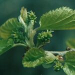 Mulberry trees (Morus alba, here in Oklahoma) have separate male and female trees. The female flowers produce fruits but no pollen.