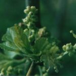 Mulberry trees (Morus alba, here in Oklahoma) have separate male and female trees. The male flowers produce pollen but no fruits.