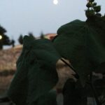 A thick growth of the weed Abutilon theophrasti dominates part of the bank of Joe Creek (a drainage ditch in Tulsa, Oklahoma). During the day, the leaves face the sun, but at night the leaves orient themselves vertically. Nobody knows why some plants, such as Abutilon and Albizzia, re-orient their leaves at night. This phenomenon, called nyctinasty, was first studied by Charles Darwin and his plant physiologist son Francis.
