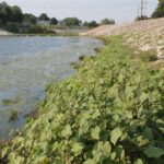 A thick growth of the weed Abutilon theophrasti dominates part of the bank of Joe Creek (a drainage ditch in Tulsa, Oklahoma). During the day, the leaves face the sun, but at night (see other photo in this folder) the leaves orient themselves vertically.