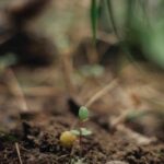 A seedling of Alnus maritima in south central Oklahoma. The adult alder bushes produce thousands of healthy seeds, but the seeds rarely germinate except on wet, sunny gravel, of which there is not very much: if it is wet, the gravel gets shaded by other plants. This is a rare exception. I found only 19 seedlings over hundreds of square meters of riverside soil surface.