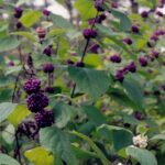Populations of plants contain genetic or epigenetic variation. Often some of the fruits will have the normal color, while others are white, because of a mutation that blocks pigment production. This is Callicarpa americana (beautyberry) in eastern Oklahoma.