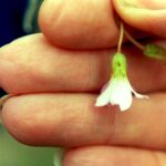 The hole on this Claytonia virginica was made by an insect that wanted to steal the nectar without having to wait for the flower to open, and thus without carrying pollen. Such an insect is called a nectar thief rather than a pollinator.