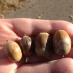 Acorns of post oaks (Quercus stellata) in southern Oklahoma. The two acorns on the left come from a different tree than the two on the right, showing that individual trees differ from one another in many characteristics such as leaf size, leaf shape, acorn size, etc.
