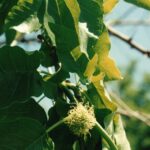 Bois-d'arc trees (Maclura pomifera, here in Oklahoma) have separate male and female trees. The female flowers produce fruits but no pollen. The immature fruit is covered with stigmas that capture pollen.