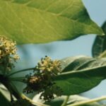 Bois-d'arc trees (Maclura pomifera, here in Oklahoma) have separate male and female trees. The male flowers produce pollen, but no fruits.