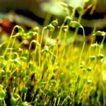 Mosses spend most of their life cycle as haploid gametophytes. But in the spring reproductive structures release sperm which swim to eggs. The fertilized eggs grow into stalklike sporophytes, shown here.
