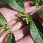 Privet (genus Ligustrum) keeps its old leaves all winter, then begins to drop these leaves as soon as new branches begin to develop in the spring. The bush is evergreen, but the leaves live for only one year.