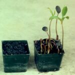 Seeds if persimmon (Diospyros virginiana) have to pass through the digestive tract of a large animal before the hard seed coat is soft enough to allow seed germination. On the left, seeds taken directly from the fruits do not germinate. On the right, digested seeds germinate vigorously.