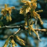 Catkins of male flowers, and newly-expanding leaves, of post oak (Quercus stellata) in Oklahoma.