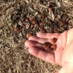These persimmon seeds (Diospyros virginiana) were consumed by either a raccoon or a coyote and excreted. As shown in a different photo in this collection, the seeds will not grow unless they have been digested by a large mammal, or artificially abraded. This encourages the spread of the seeds to new locations away from the parent plant.