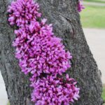 Redbuds (Cercis canadensis, here in eastern Oklahoma) are unusual in producing flowers directly out of the bark, which is called cauliflory.