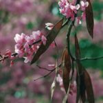 Redbuds (Cercis canadensis) bloom in the spring while the trees still have legume fruits from the previous year.