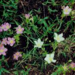 Populations of plants contain genetic or epigenetic variation. Often some of the flowers will have the normal color, while others are white, because of a mutation that blocks pigment production. This is Sabatia campestris in southern Oklahoma.