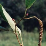 Alnus maritima (south central Oklahoma) produces male and female (small red structures) catkins on the same stem. The flowers are unisexual but the plant has both sexes. Alnus maritima is unusual among North American alders because it produces flowers in the autumn, not in the spring.