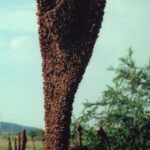 Some mullein plants (Verbascum thapsus) develop fasciated flower stalks, broad and flat rather than cylindrical.