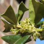Holly bushes have separate male and female individuals. The female flowers produce fruits but no pollen. The female parts of the flower are prominent, the male parts are present but produce no pollen.