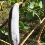 Kentucky coffee-trees (Gymnocladus dioicus, here in Oklahoma) have separate male and female trees. The female flowers produce fruits but no pollen. The fruit is a large brown legume.