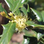 Holly bushes have separate male and female individuals. The male flowers produce pollen, but no fruits.