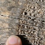 Post oaks (Quercus stellata), here in Oklahoma, grow in hot, dry, poor soils. They grow slowly, as seen in the very thin growth rings of the wood.