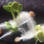Radish seedlings produce abundant root hairs. The hairs, produced just behind the growing tip, help the roots to absorb water and minerals, and also hold the seedling to the soil as the root grows. Photo by Stan Rice.