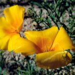 A spider (inconspicuous against the golden background) waits on the petals of a Mexican poppy (Escholtzia mexicana) in Arizona to catch an insect pollinator.