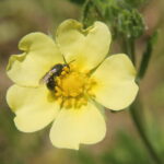 A bee obtains nectar from, and probably pollinates, this Potentilla flower in the Black Hills of South Dakota.