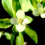 A spider (inconspicuous against the white background) waits on the bracts of a bunchberry (Cornus canadensis) to catch an insect pollinator.