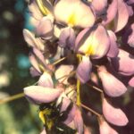 A bumblebee extracts pollen and nectar from a Wisteria flower in Oklahoma. Smaller insects are not strong enough to open the keel of the flower and get to the pollen and nectar.