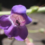 A wasp crawls into a Penstemon flower in the chaparral of southern California.
