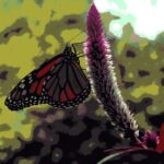 Special effects photo of a monarch butterfly extracting nectar from a flower. Flowers pollinated by butterflies are usually long and narrow, like butterfly tongues, but a butterfly can drink nectar from a short open flower if it chooses to do so.