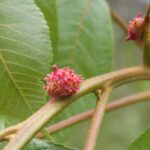 Insect galls on the leaf of a hickory in Oklahoma. The grubs produce chemicals that induce the hickory to produce chambers in which the grub is fed and protected. The tree's defense is to shed the leaf earlier than the seasonal norm. The gall looks (at least to us) like a ripe fruit a predator is unlikely to eat.
