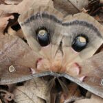 This moth in Oklahoma has wing patterns that suggest the eyes of a large animal, thus scaring away potential predators. This is Batesian mimicry. The moth keeps the mimic-eyes hidden on its lower wings then reveals them suddenly to frighten away the predator.