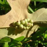 Insect galls on the leaf of a post oak (Quercus stellata) in Oklahoma. The grubs produce chemicals that induce the oak to produce chambers in which the grub is fed and protected. The oak's defense is to shed the leaf earlier than the seasonal norm. To the upper left of the large galls, there appears to be smaller galls of a different insect species.