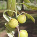 Insect galls on Quercus falcata (Southern red oak) in Oklahoma.
