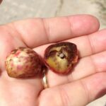 A shumard oak gall (Quercus shumardi) in Oklahoma, in which the grub actually occupies very little of the space. The grub produces chemicals which induce the tree to produce a protective gall inside of which the grub is fed and develops.