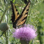 A tiger swallowtail on a thistle in Oklahoma. The butterfly seeks nectar, and it appears to pollinate the thistle, although we do not know if pollen actually gets carried to another thistle.
