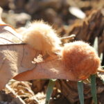 Insect galls on post oak leaves. They produce chemicals that induce the plant host to construct protective chambers where the insect grub can be fed on plant nutrients and protected by camouflage. The main oak tree response is to shed the leaves earlier than their seasonal norm.