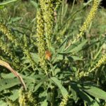 Ragweeds (Ambrosia trifida), here in Oklahoma, are generally considered to be wind-pollinated. They certainly produce a lot of pollen. But here a honeybee visits the flowers.