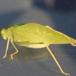This katydid in Oklahoma is camouflaged to look not just like a leaf but like the leaf of an abundant tree in Oklahoma, the sugarberry genus Celtis.