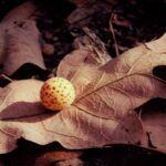 Insect galls on the leaf of a post oak (Quercus stellata) in Oklahoma. The grubs produce chemicals that induce the oak to produce chambers in which the grub is fed and protected. The oak's defense is to shed the leaf earlier than the seasonal norm. The gall is strongly attached to the leaf.