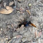 A "tarantula hawk" wasp stings and paralyzes a tarantula in northeastern Oklahoma. The wasp will then lay eggs which hatch and eat the still-living tissues of the tarantula.