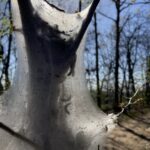 Tentworm caterpillars construct protective fibrous tents in which to hide during the day. At night, they come out and eat tender spring leaves of black cherry trees. Some of the caterpillars have not, or not yet, retreated into the tent.